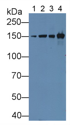 Polyclonal Antibody to Collagen Type VI Alpha 1 (COL6a1)