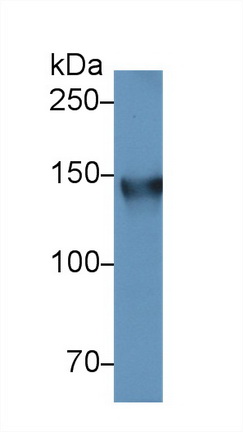 Polyclonal Antibody to Collagen Type VI Alpha 1 (COL6a1)