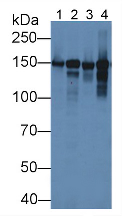 Polyclonal Antibody to Collagen Type VI Alpha 1 (COL6a1)