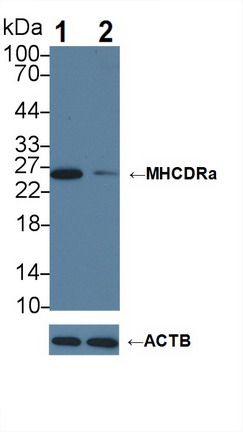 Polyclonal Antibody to HLA Class II Histocompatibility Antigen, DR Alpha Chain (HLA-DRA)