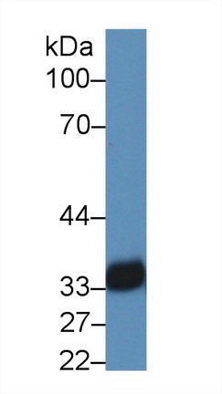 Polyclonal Antibody to HLA Class II Histocompatibility Antigen, DR Alpha Chain (HLA-DRA)