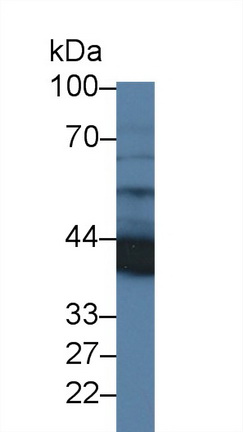 Polyclonal Antibody to Glial Cell Line Derived Neurotrophic Factor Receptor Alpha 2 (GFRa2)