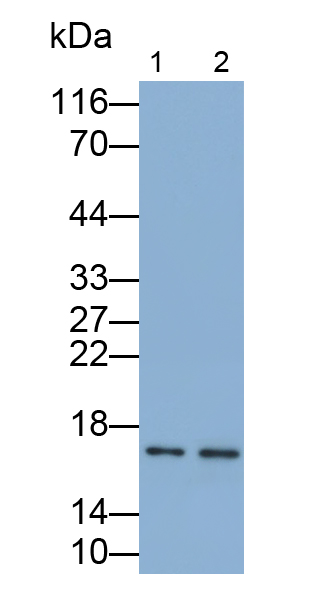 Polyclonal Antibody to Glia Maturation Factor Beta (GMFb)