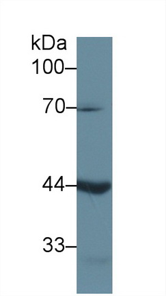 Polyclonal Antibody to Left/Right Determination Factor 1 (LEFTY1)