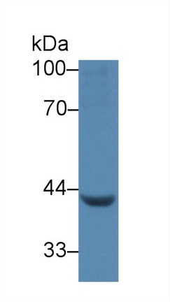 Polyclonal Antibody to Left/Right Determination Factor 1 (LEFTY1)