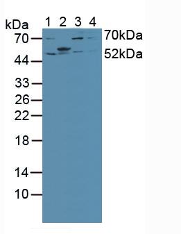 Polyclonal Antibody to Interferon Regulatory Factor 2 (IRF2)