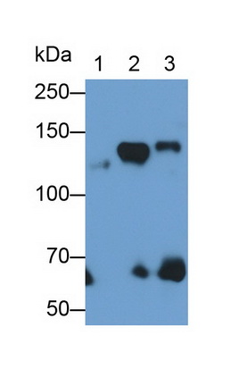 Polyclonal Antibody to Amphiphysin (AMPH)