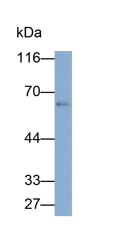 Polyclonal Antibody to Histone Deacetylase 2 (HDAC2)