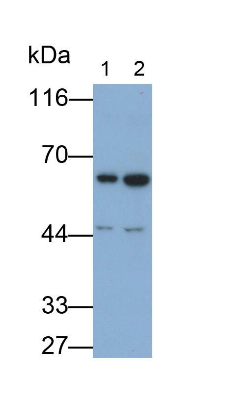 Polyclonal Antibody to Histone Deacetylase 2 (HDAC2)