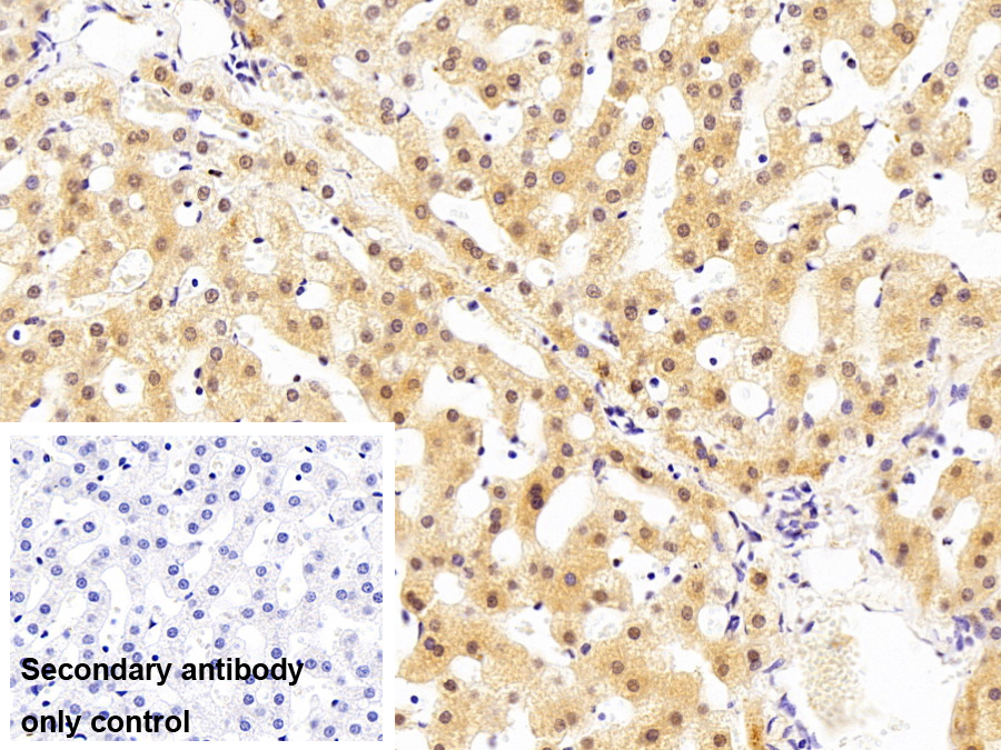 Polyclonal Antibody to Histone Deacetylase 2 (HDAC2)