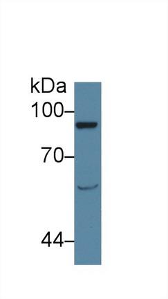 Polyclonal Antibody to Vav 1 Oncogene (VAV1)