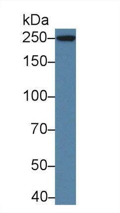 Polyclonal Antibody to E1A Binding Protein P300 (EP300)