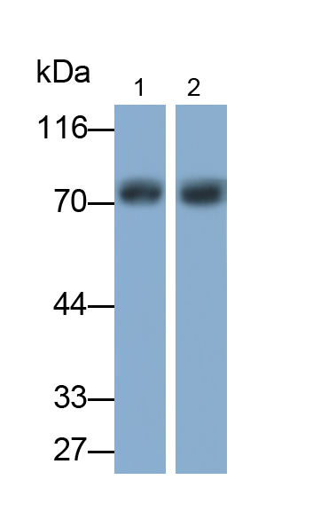 Polyclonal Antibody to Amyloid Beta Precursor Protein Binding Protein B1 (APBB1)