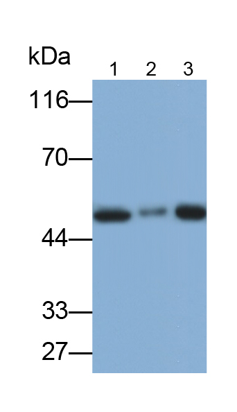 Polyclonal Antibody to Bleomycin Hydrolase (BLMH)