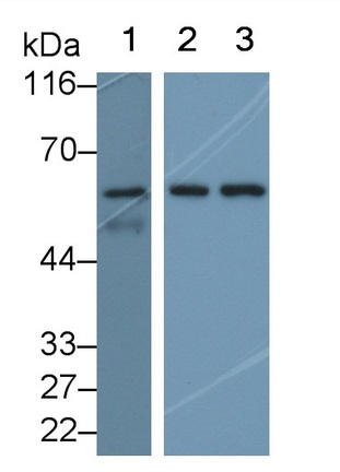 Polyclonal Antibody to Occludin (OCLN)