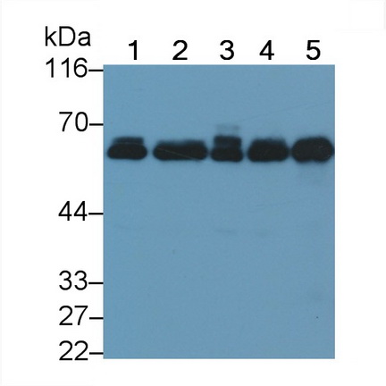 Polyclonal Antibody to Occludin (OCLN)