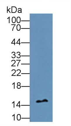 Polyclonal Antibody to Profilin 1 (PFN1)