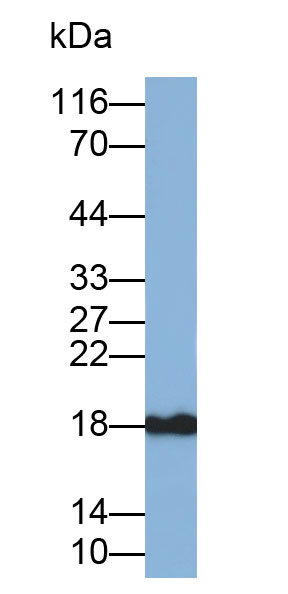 Polyclonal Antibody to Profilin 1 (PFN1)