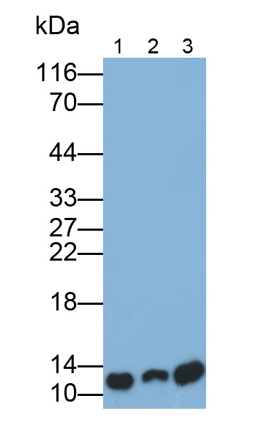 Polyclonal Antibody to Profilin 1 (PFN1)