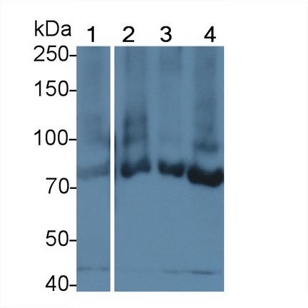 Polyclonal Antibody to Telomerase Reverse Transcriptase (TERT)