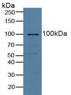 Polyclonal Antibody to Nucleolin (NCL)