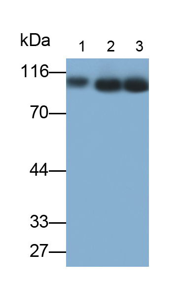 Polyclonal Antibody to Nucleolin (NCL)