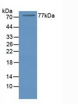 Polyclonal Antibody to Nucleolin (NCL)