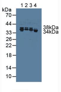 Polyclonal Antibody to Heterogeneous Nuclear Ribonucleoprotein A1 (HNRNPA1)