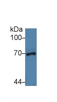 Polyclonal Antibody to Nucleoporin 62 (NUP62)