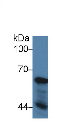 Polyclonal Antibody to Nucleoporin 62 (NUP62)