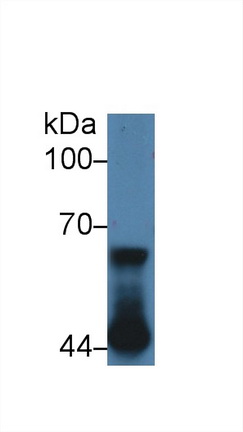 Polyclonal Antibody to Nucleoporin 62 (NUP62)