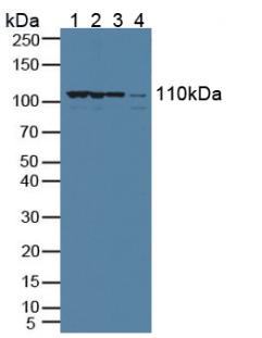 Polyclonal Antibody to Exportin 1 (XPO1)