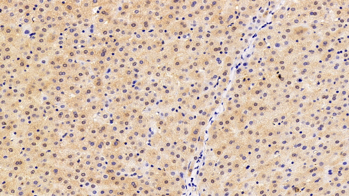 Polyclonal Antibody to Exportin 1 (XPO1)