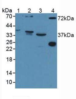 Polyclonal Antibody to Disrupted In Schizophrenia 1 (DISC1)