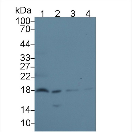 Polyclonal Antibody to Endothelial Differentiation Related Factor 1 (EDF1)