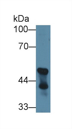 Polyclonal Antibody to 2',3'-Cyclic Nucleotide 3'-Phosphodiesterase (CNP)