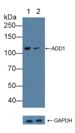 Polyclonal Antibody to Alpha Adducin (ADD1)