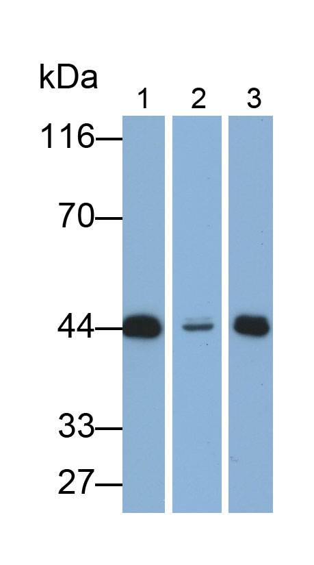 Polyclonal Antibody to Adenosine Kinase (ADK)