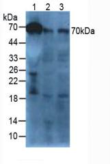 Polyclonal Antibody to Afamin (AFM)