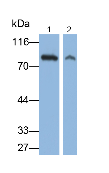 Polyclonal Antibody to Afamin (AFM)