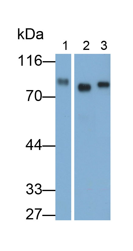 Polyclonal Antibody to Afamin (AFM)