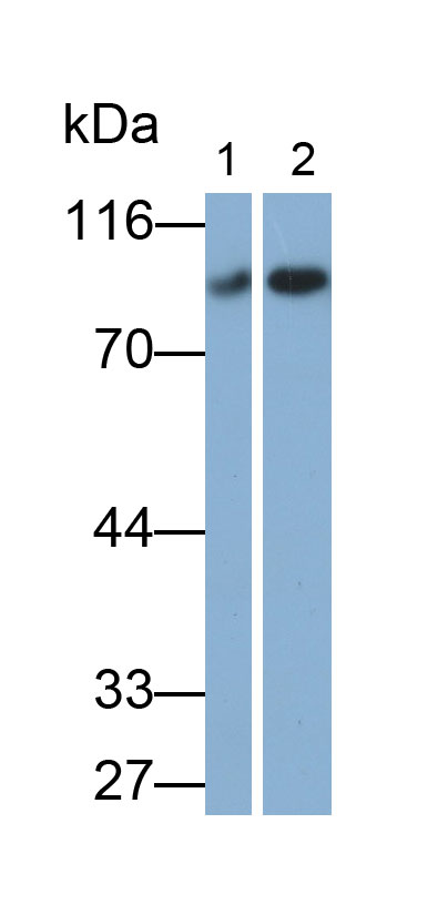 Polyclonal Antibody to Afamin (AFM)