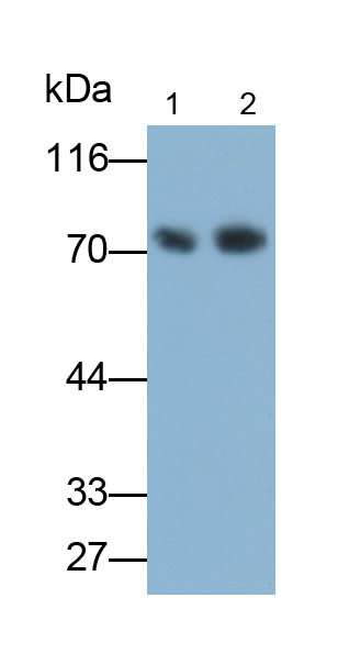 Polyclonal Antibody to Afamin (AFM)