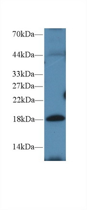 Polyclonal Antibody to Anterior Gradient 2 (AGR2)