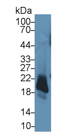 Polyclonal Antibody to Anterior Gradient 2 (AGR2)