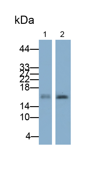 Polyclonal Antibody to Allograft inflammatory factor 1 (AIF1)