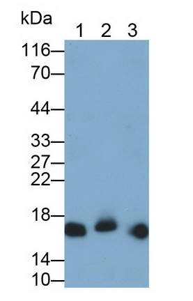 Polyclonal Antibody to Ionized Calcium-binding Adapter Molecule 1 (IBA1)