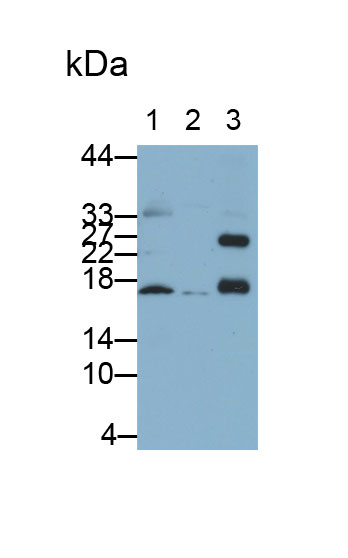 Polyclonal Antibody to Ionized Calcium-binding Adapter Molecule 1 (IBA1)