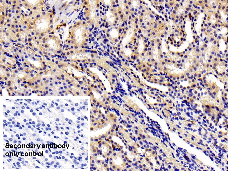 Polyclonal Antibody to Ionized Calcium-binding Adapter Molecule 1 (IBA1)