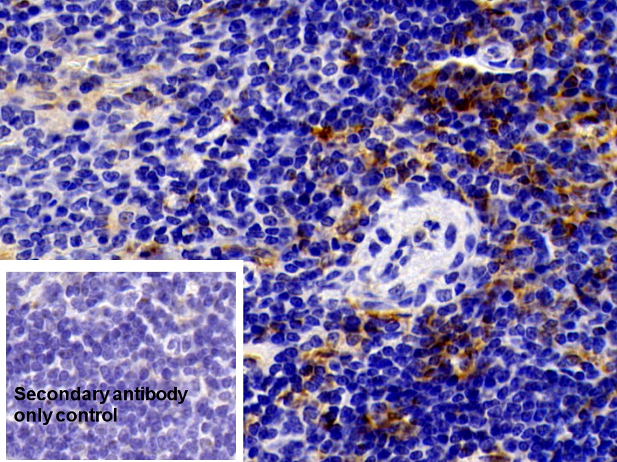 Polyclonal Antibody to Ionized Calcium-binding Adapter Molecule 1 (IBA1)